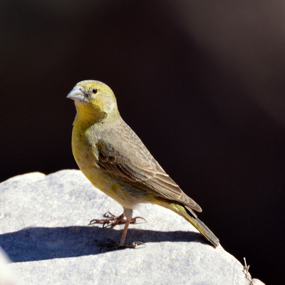 Bright-Rumped Yellow Finch